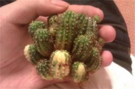 大葱新秀----磐石巨葱 大葱新秀----磐石巨葱