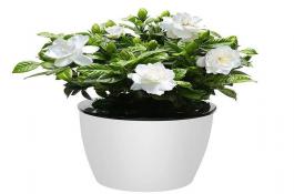 芹菜（本芹和西芹）的采收加工