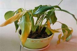 冬葱春季枯黄防治