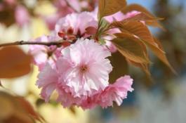 芹菜延后栽培技术