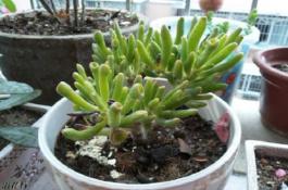 新品推介：芹菜新品种――美国西芹王