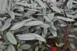 飞羽竹芋叶子打卷怎么办