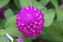 芹菜病毒病的无公害防治技术 芹菜病毒病的无公害防治技术