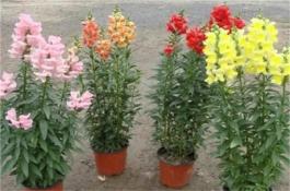 洋葱、生菜、玉米、芸豆、夏白菜、香菜立体高效的种植