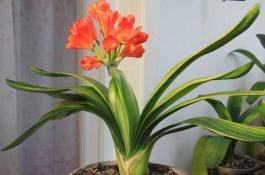 优质高产辣椒新品种――广椒一号