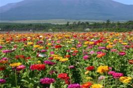 金星南瓜 金星南瓜