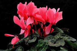 仙客来种子怎么种？