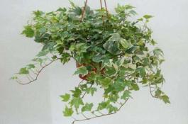 大葱巧治家畜疾病