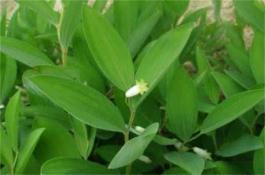 耐热甘蓝的夏玉夏秋栽培