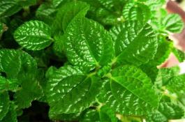 优质、早生、抗寒龙井茶新品种“龙井长叶”