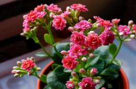 甘蓝夜蛾防治方法