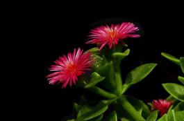 夏收甘蓝栽植与管理