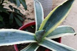 龙舌兰的花语和寓意（有什么传说故事）