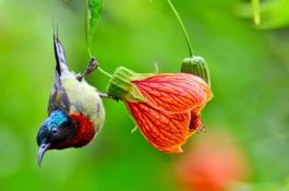 紫甘蓝软腐病的发生症状