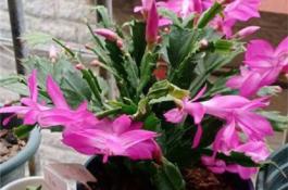 蟹爪兰扦插多久生根（蟹爪兰扦插妙招）