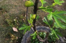 无花果落花落果怎么预防