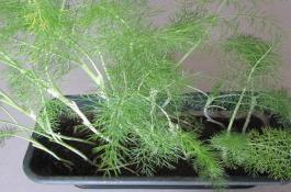 阳台种这“3种”菜 平时洒洒水（30天就能上餐桌）