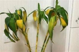 甘蓝品种---苏甘8号