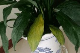 古桩嫁接金花茶