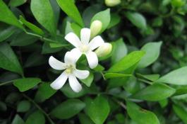 “茶花”扦插