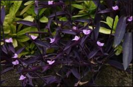 紫甘蓝的栽培管理方法 紫甘蓝的栽培管理方法