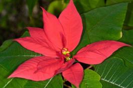 蔬菜加工：青椒与黄花菜的贮藏