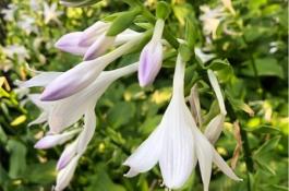 山茶花的花前花后管理