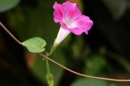 牵牛花种子价格及种植方法 牵牛花种子价格及种植方法