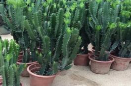 韭菜拌粥喂猪可治癞 韭菜拌粥喂猪可治癞