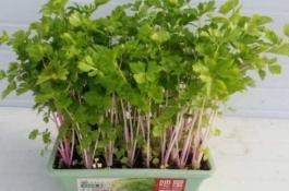 西芹烂心病的防治