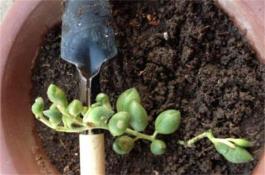 豇豆斑点病的防治