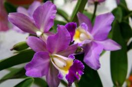 茶花”栽培技术