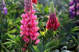 怎么防治豆角钻心虫？