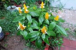 高山无公害夏季甘蓝反季节栽培技术