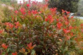 冬季芹菜栽培6步快上市 冬季芹菜栽培6步快上市