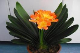 茶叶长期保存的妙招