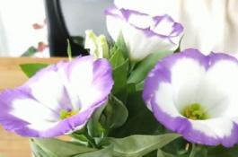 关于抓好夏秋茶生产的技术措施