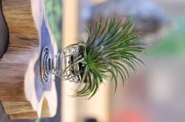 空气凤梨有什么作用 空气凤梨有什么作用