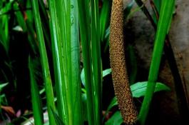 越冬蒜苗―西洋南瓜―早秋菜花