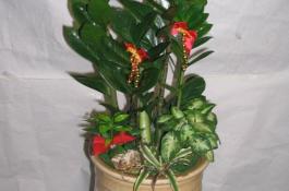 芹菜种植新法-软化栽培