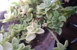 秋珍白六号大白菜