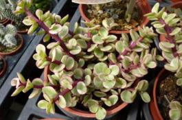 秋冬季黄花菜的管理