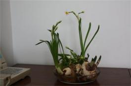 小拱棚茄子、香菜两茬生产怎样种出高效益？