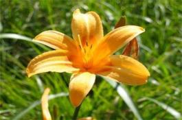 西芹秋延迟高产栽培技术