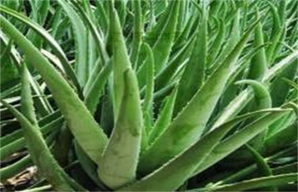 芦荟长不大原因及解决方法