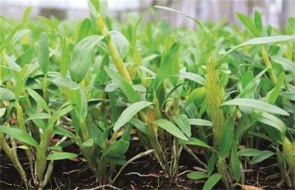 金钗石斛的种植方法
