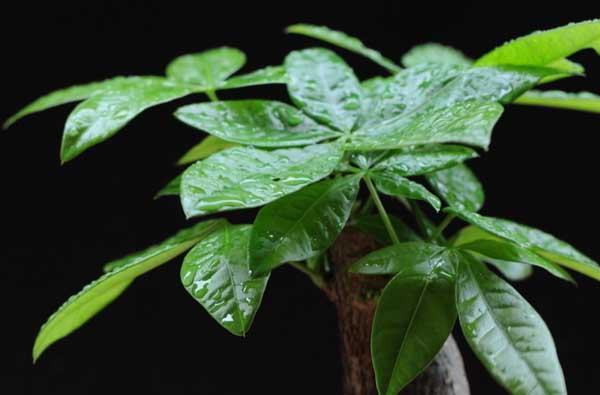 发财树的修剪方法