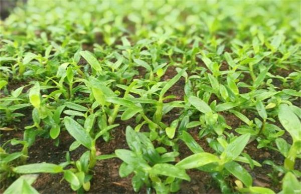金钗石斛的种植方法