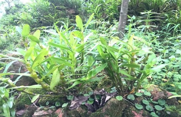 金钗石斛的种植方法