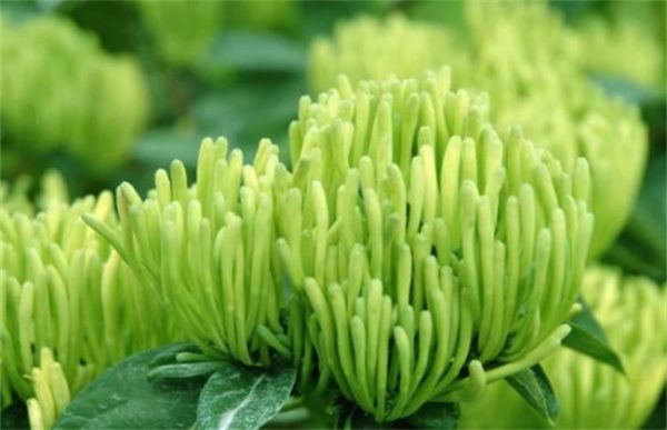 金银花种植的注意事项